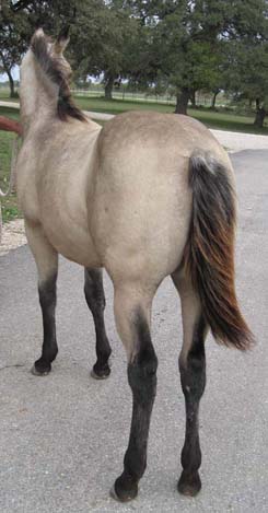 L.A. Waters Quarter Horses