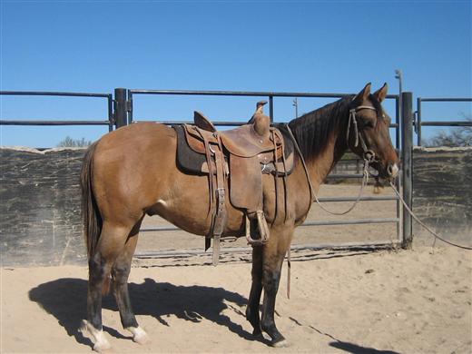 L.A. Waters Quarter Horses