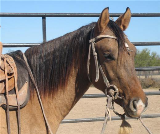 L.A. Waters Quarter Horses