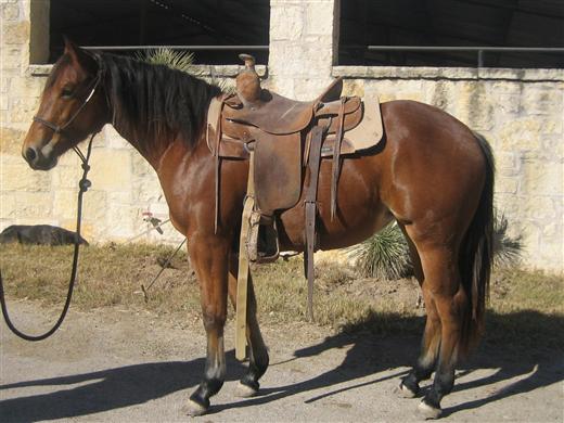 L.A. Waters Quarter Horses