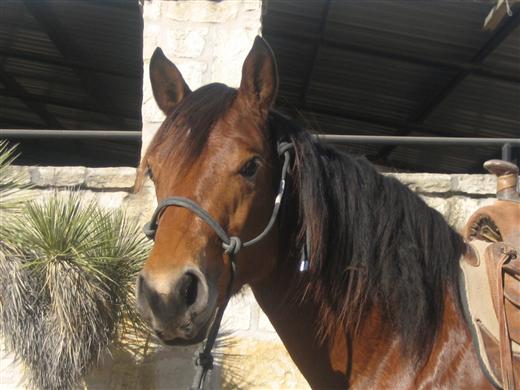 L.A. Waters Quarter Horses