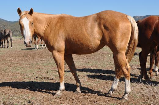 L.A. Waters Quarter Horses