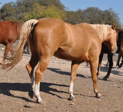 L.A. Waters Quarter Horses