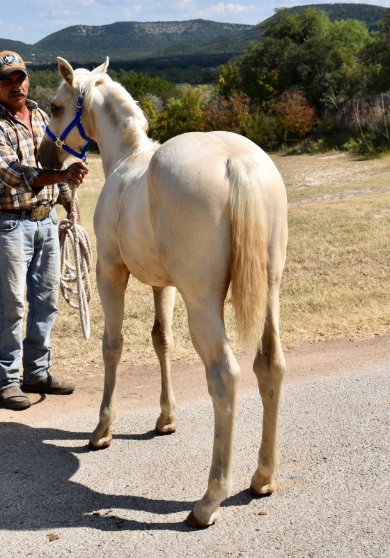 L.A. Waters Quarter Horses