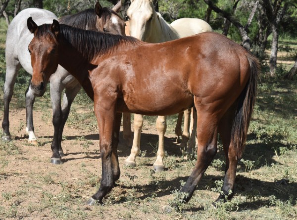 L.A. Waters Quarter Horses