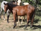 L.A. Waters Quarter Horses
