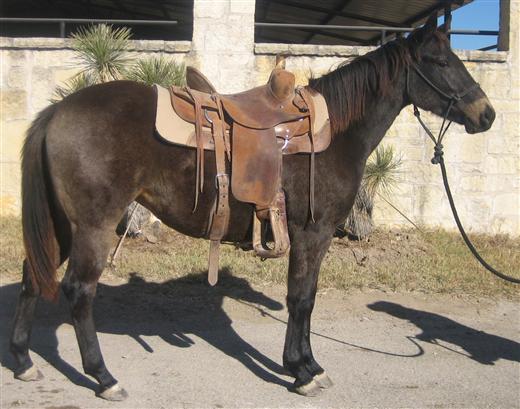 L.A. Waters Quarter Horses