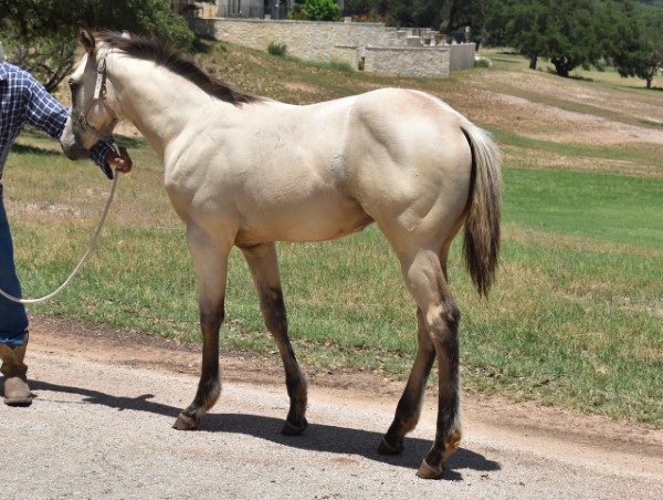 L.A. Waters Quarter Horses