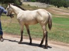 L.A. Waters Quarter Horses