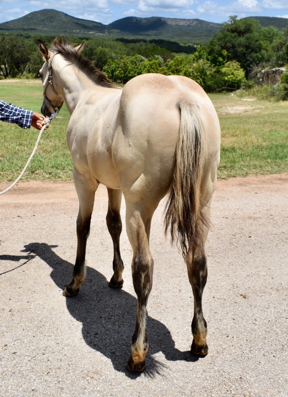 L.A. Waters Quarter Horses