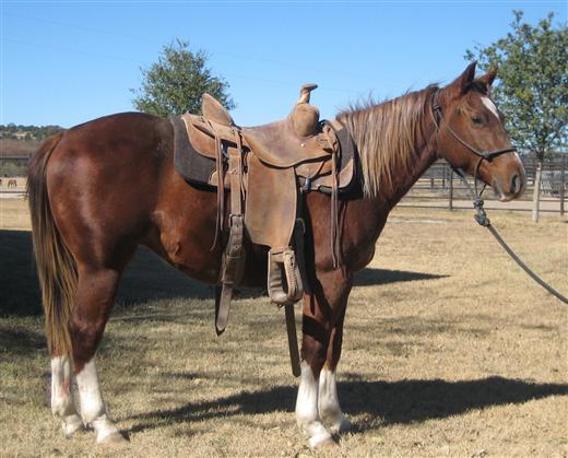 L.A. Waters Quarter Horses