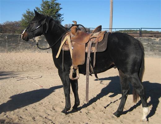 L.A. Waters Quarter Horses