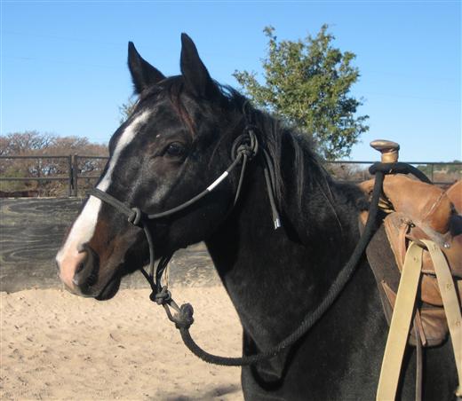 L.A. Waters Quarter Horses