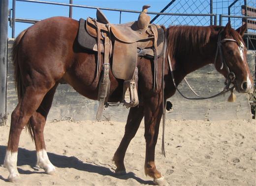 L.A. Waters Quarter Horses