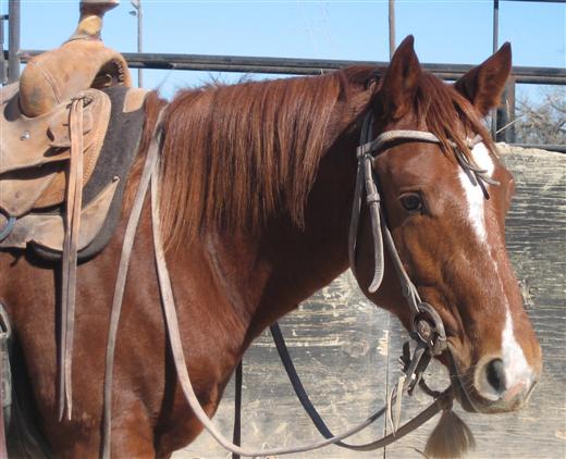 L.A. Waters Quarter Horses