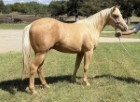L.A. Waters Quarter Horses