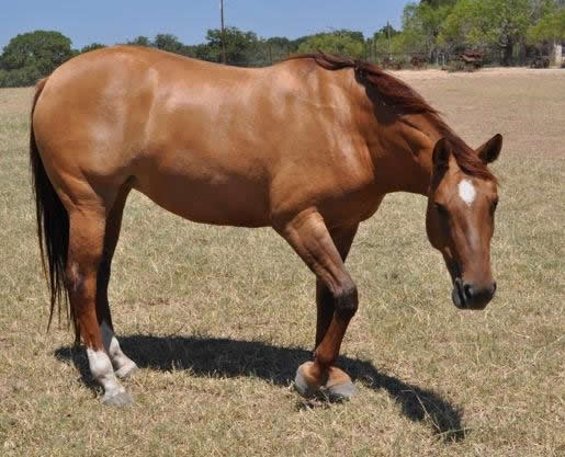 L.A. Waters Quarter Horses