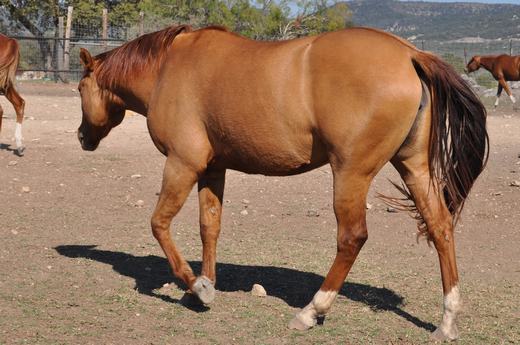 L.A. Waters Quarter Horses