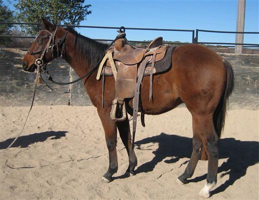 L.A. Waters Quarter Horses