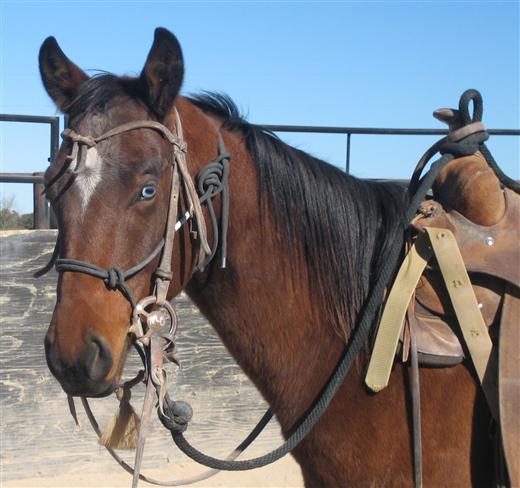 L.A. Waters Quarter Horses