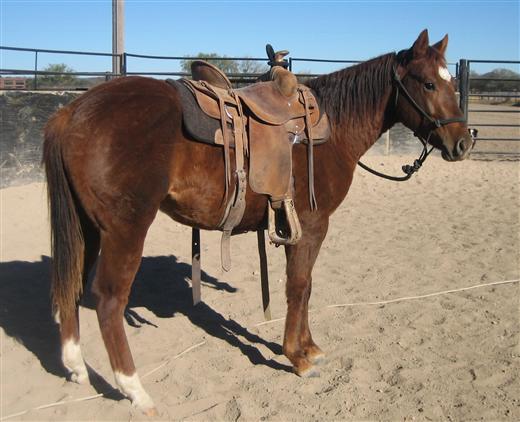 L.A. Waters Quarter Horses