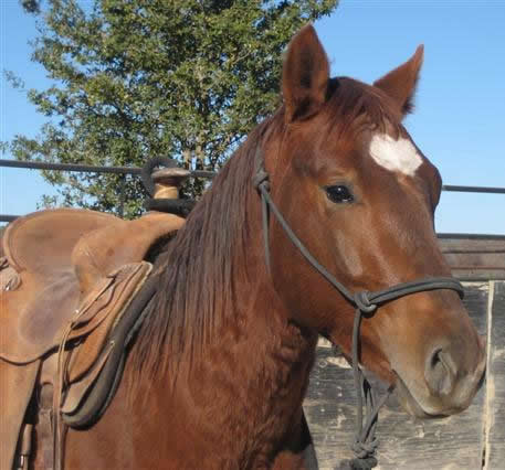 L.A. Waters Quarter Horses