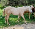L.A. Waters Quarter Horses