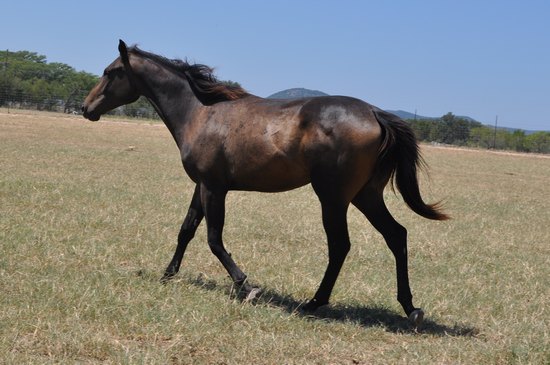 L.A. Waters Quarter Horses