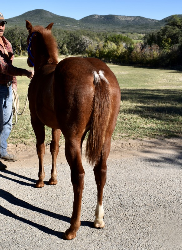 L.A. Waters Quarter Horses