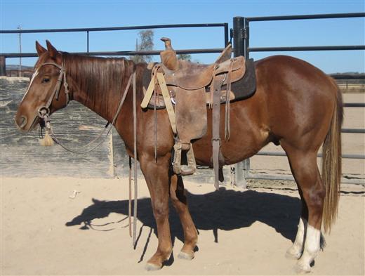 L.A. Waters Quarter Horses