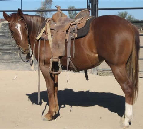 L.A. Waters Quarter Horses