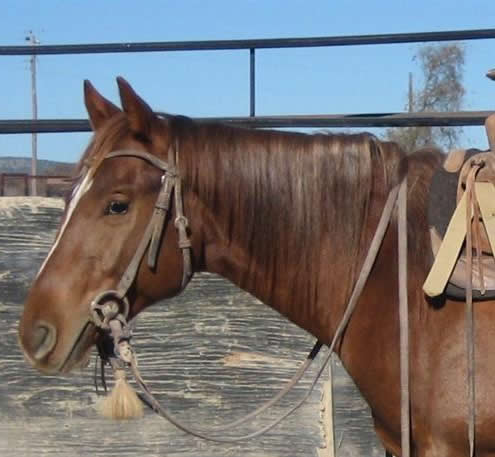 L.A. Waters Quarter Horses