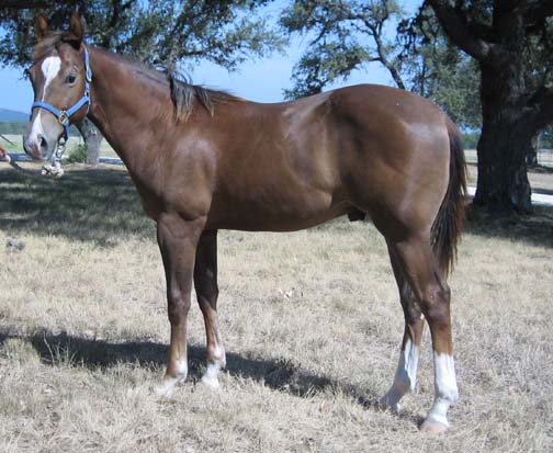 L.A. Waters Quarter Horses