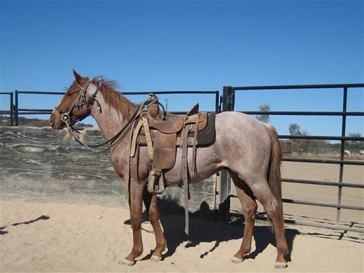 L.A. Waters Quarter Horses