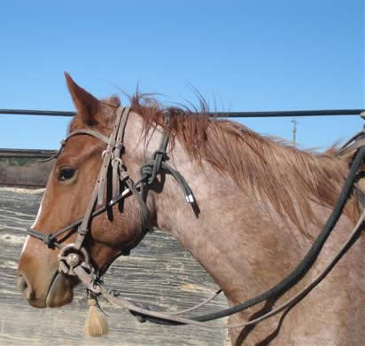 L.A. Waters Quarter Horses