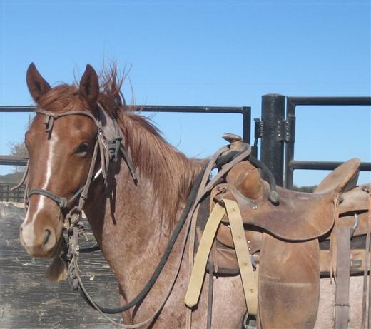 L.A. Waters Quarter Horses