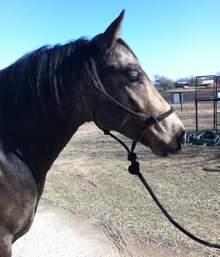 L.A. Waters Quarter Horses