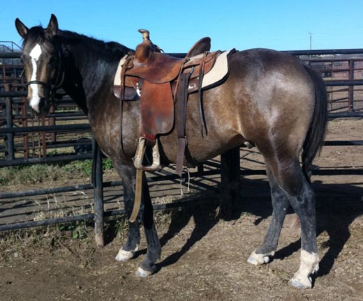 L.A. Waters Quarter Horses