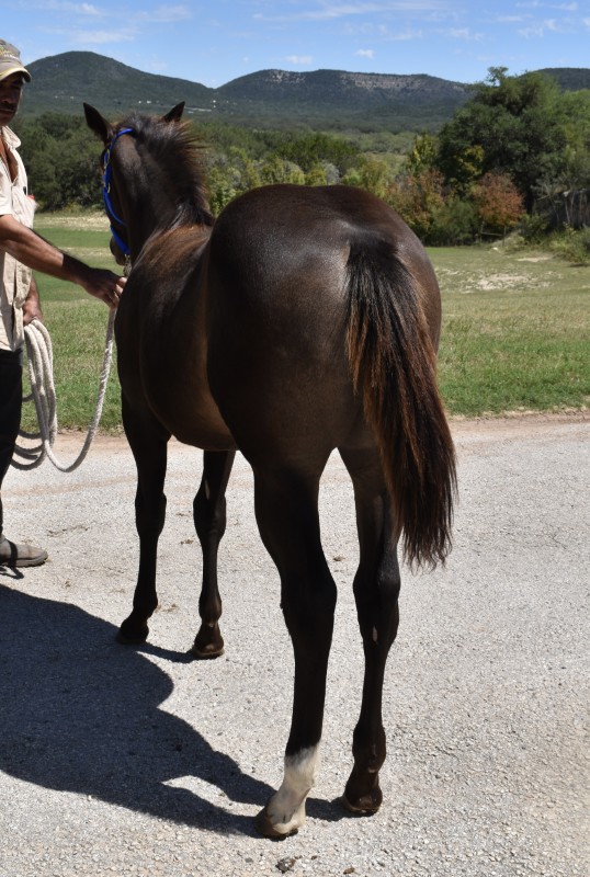 L.A. Waters Quarter Horses