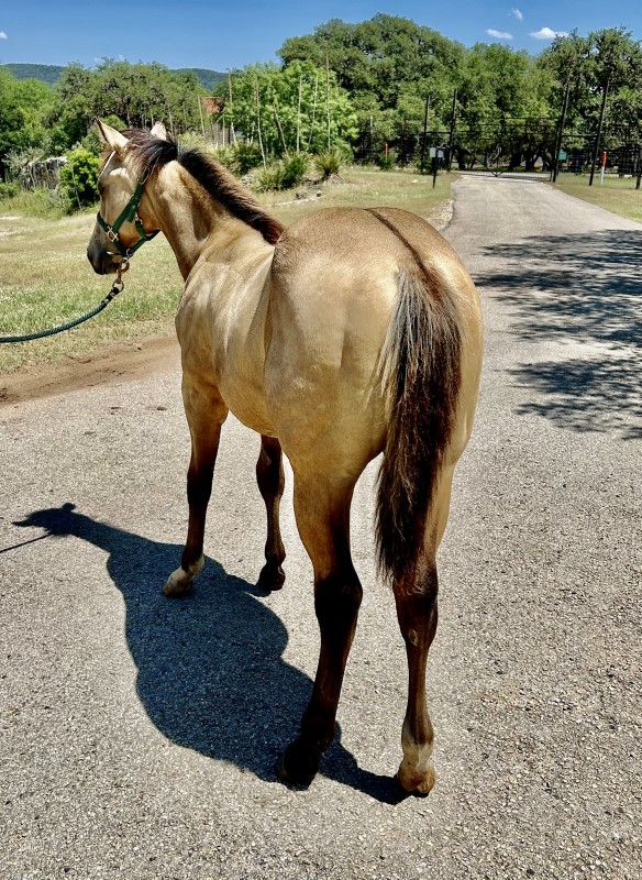 L.A. Waters Quarter Horses
