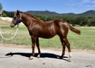 L.A. Waters Quarter Horses