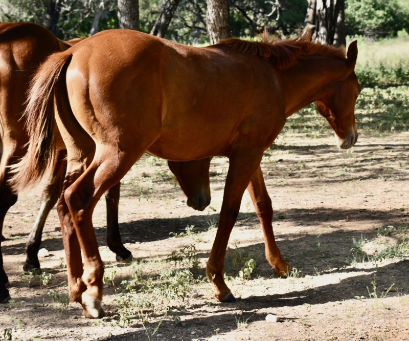L.A. Waters Quarter Horses