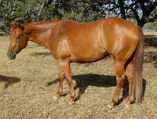 L.A. Waters Quarter Horses