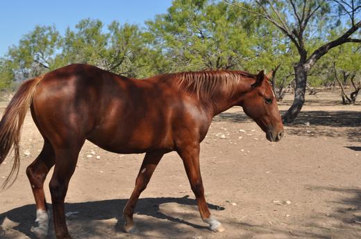 L.A. Waters Quarter Horses