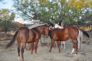 L.A. Waters Quarter Horses