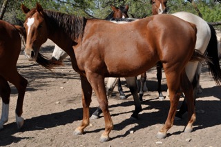 L.A. Waters Quarter Horses