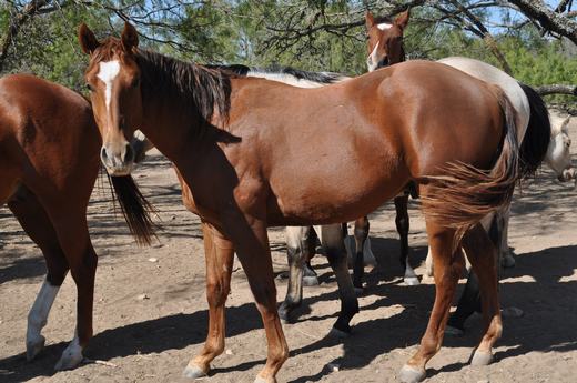 L.A. Waters Quarter Horses