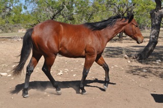 L.A. Waters Quarter Horses