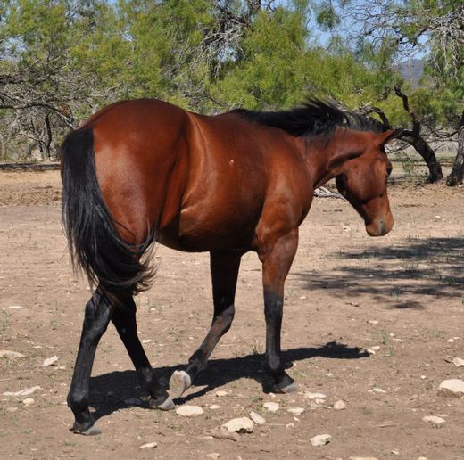 L.A. Waters Quarter Horses