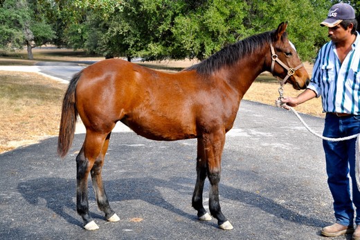 L.A. Waters Quarter Horses